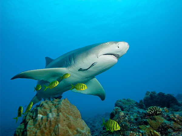 Conférence: «Dans la tête d'un requin»